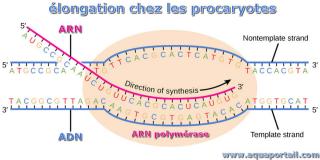 longation molculaire en gntique chez les procaryotes