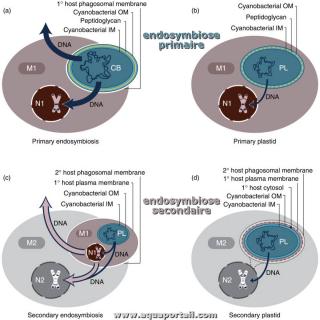 Endosymbiose secondaire