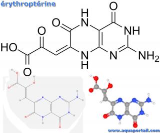 Structure 2D et 3D de l'rythroptrine