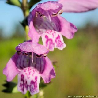 Detalles de flores de Physostegia purpurea en primer plano