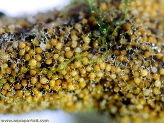 Gemmules Spongilla lacustris