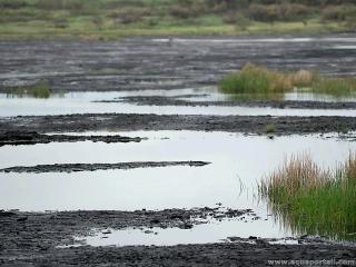 Gisement naturel d'asphalte dans un lac