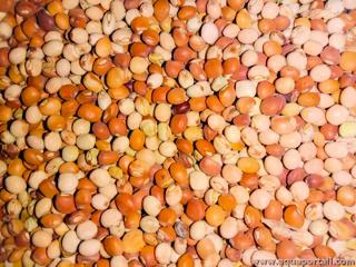 Glandules de pois d'Angole (Cajanus cajan)