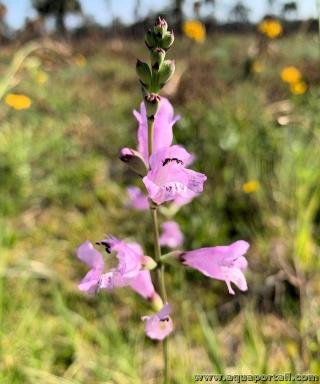 Inflorescencia completa de Physostegia purpurea