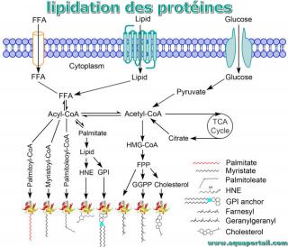 lipidation