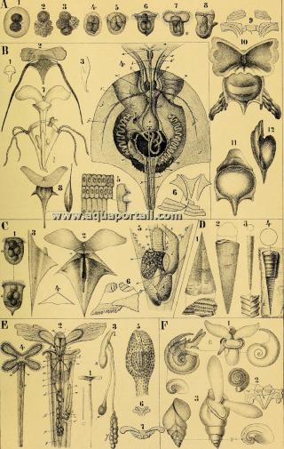 Divers malacozoaires (Malacozoa)