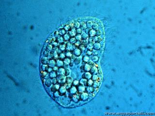 Le protozoaire du sol Colpoda inflata est tudi en protozoologie, une division de la microbiologie