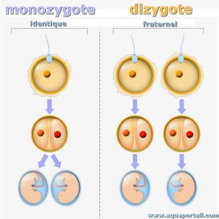 Oeuf monozygote ( gauche) et oeuf dizygote ( doite)