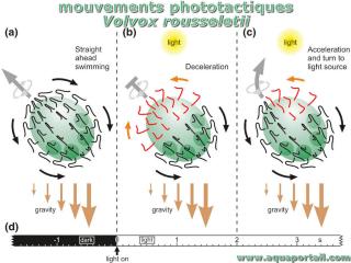 phototactique