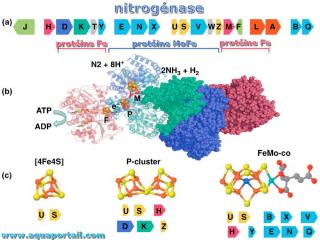 nitrognase