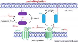palmitoylation
