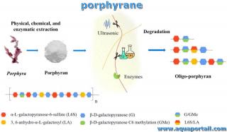 porphyrane
