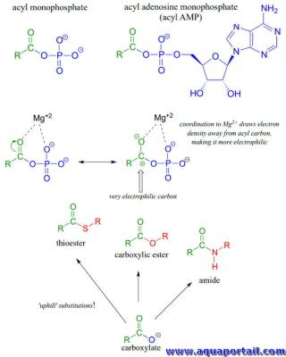 Ractions de substitution du phosphate d'acyle et de l'acyle AMP