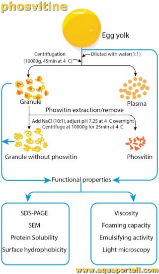 Phosvitine