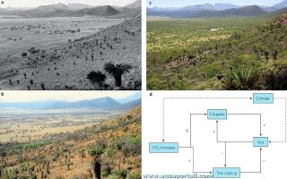 phytochorologie