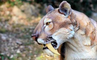 Pliocne, animal avec des dents de sabre