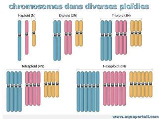 Nombre de chromosomes dans divers cas de plodies : haplode, diplode, triplode, ttraplode, hexaplode