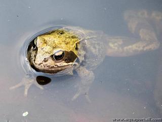 Animal pokilotherme : la grenouille rousse Rana temporaria