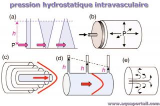 Pression hydrostatique et dbit dans le systme vasculaire