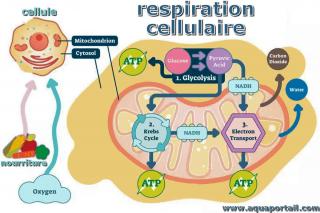 Processus de respiration cellulaire