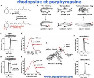 porphyropsine