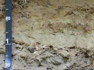 Sol alluvial : chantillon