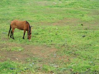 Surpturage dans une prairie