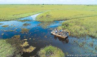 Terres humides : le gigantesque marais des Everglades
