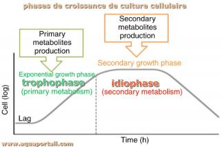 Trophophase et idiophase d'une culture cellulaire :