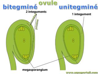 Ovule bitegmin (avec primine et secondine)  gauche, et unitegmin  droite
