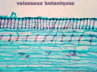 vaisseau botanique