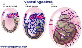 Vasculogense