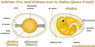 Vitellus jaune dans un oeuf d'oiseau