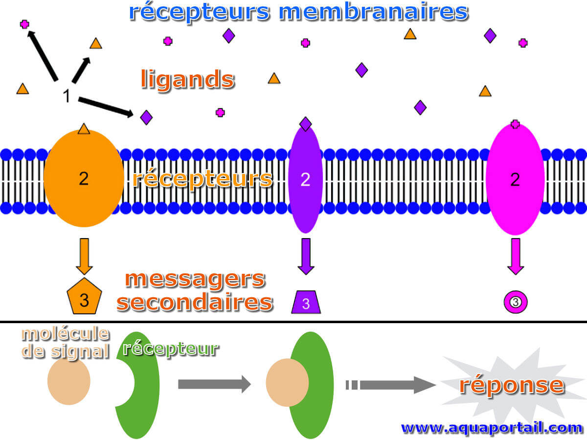 Récepteur : définition et explications