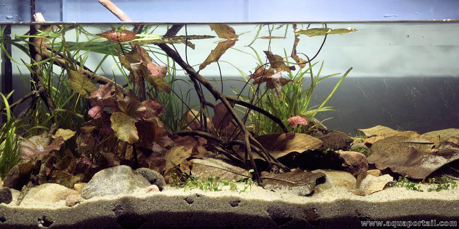 Créer un biotope d'eau noire pour l'aquarium ien.