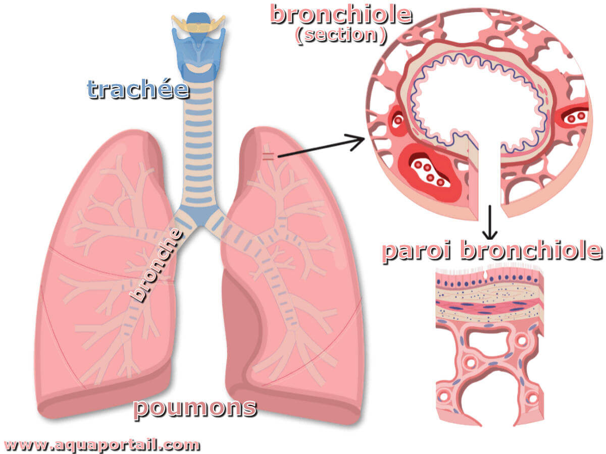Bronchiole : définition et explications