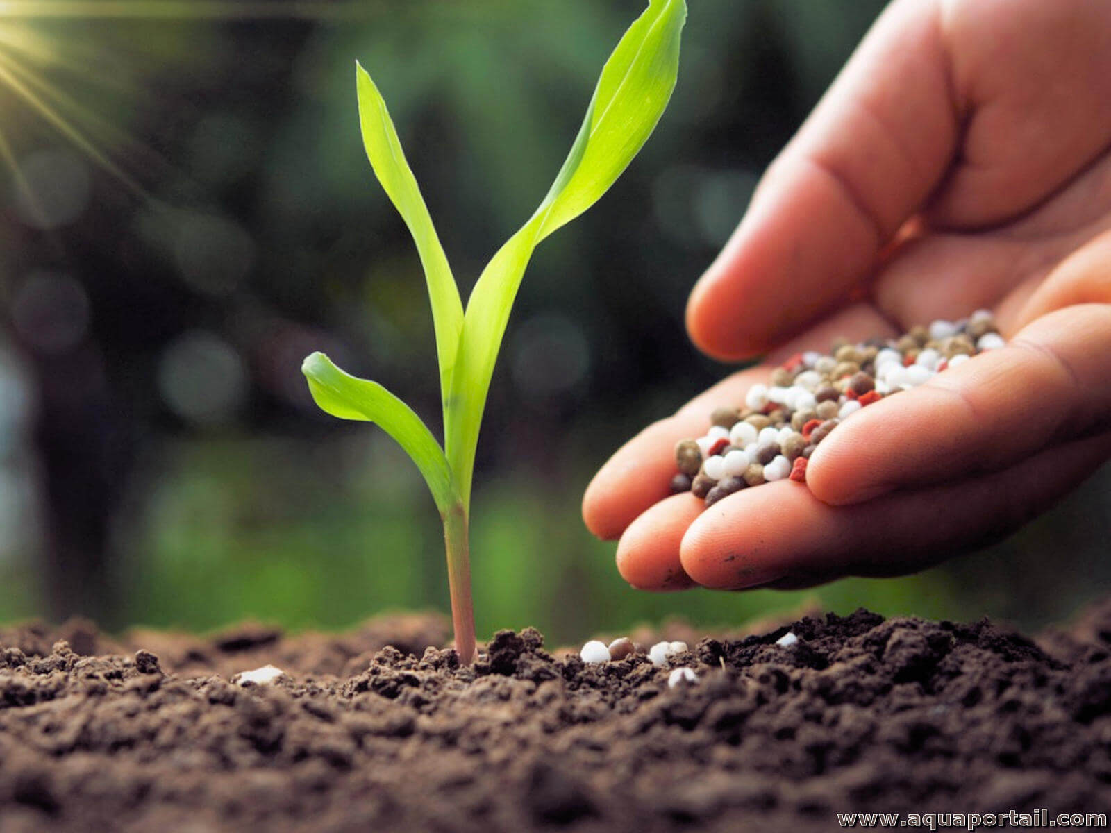 Fertilisation : définition et explications