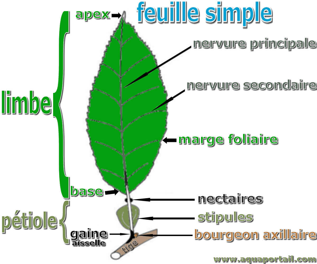 La Feuille Qu est ce Que C est La Feuille Qu est ce Que C est