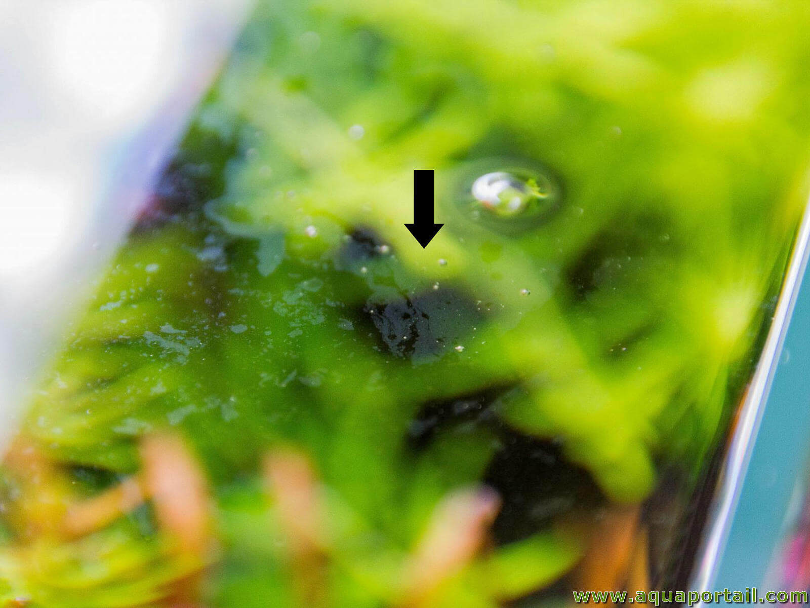 Voile blanc gras (film bactérien) en surface de l'eau d'un aquarium