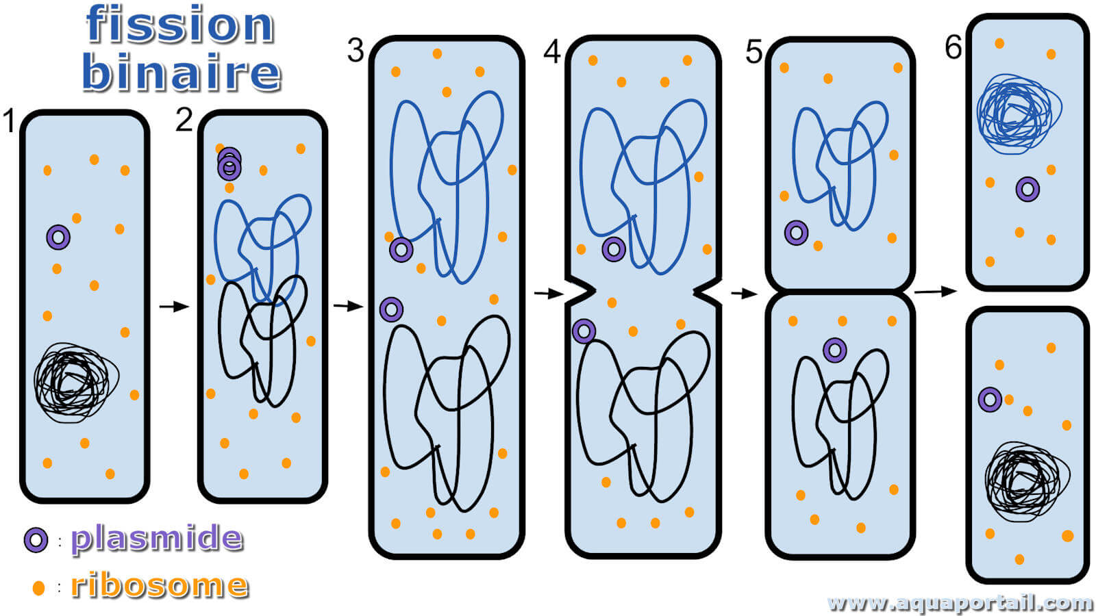 Fission binaire : définition et explications