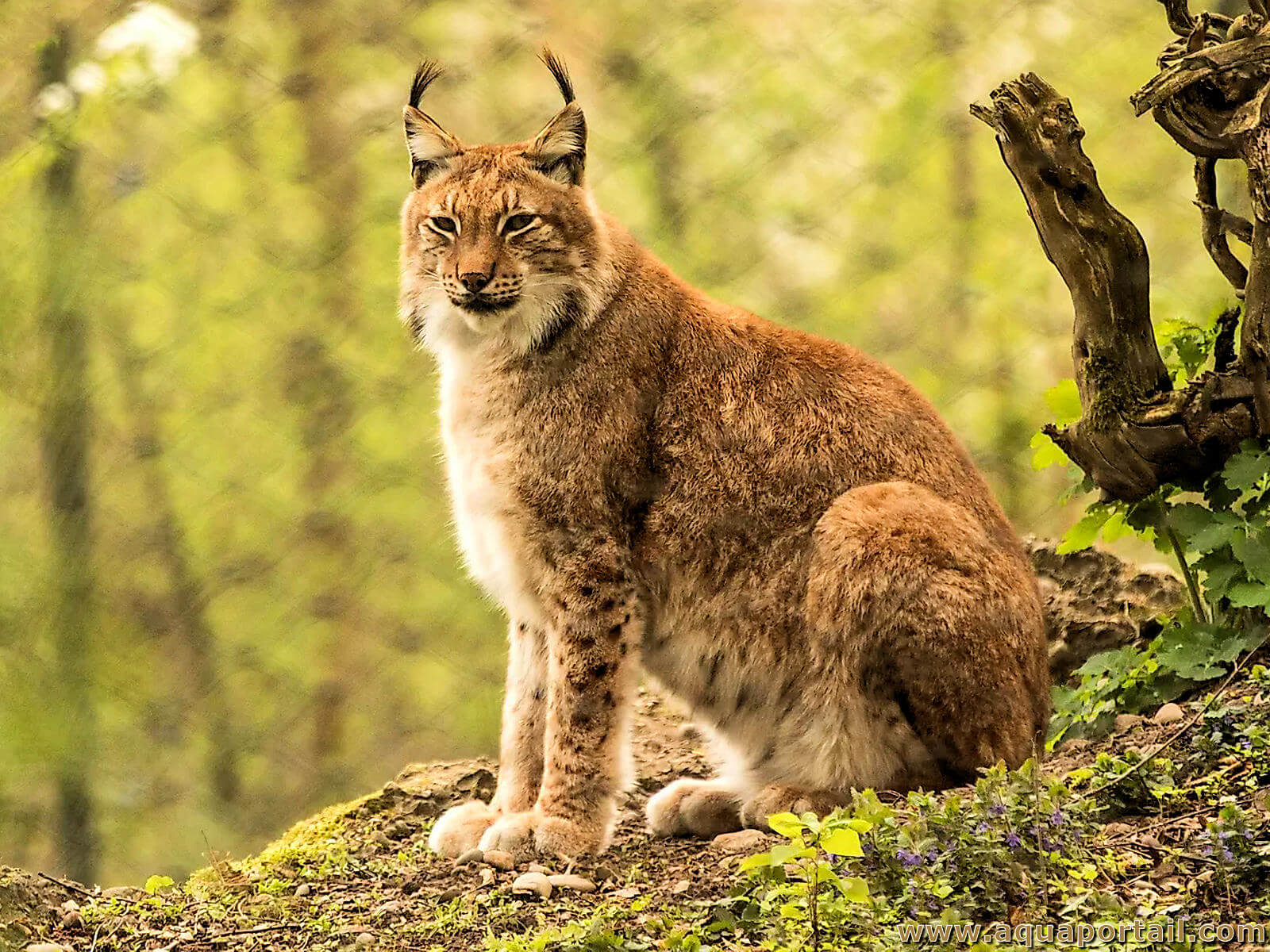 LE LYNX