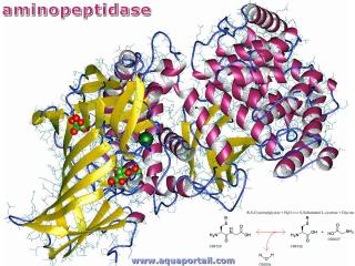 aminopeptidase