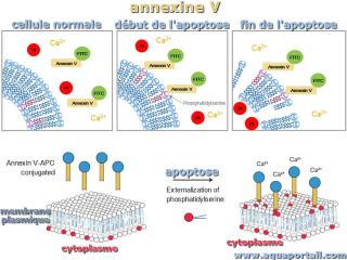 Annexine A5 (V) et apoptose