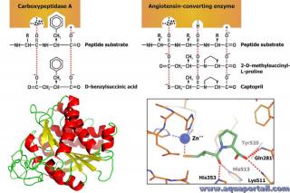 carboxypeptidase