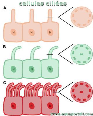 cellule cilie