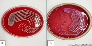 Croissance de l'espce Klebsiella pneumoniae sur milieu de culture