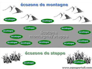 cotope