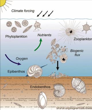 endobenthos