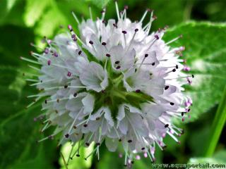 Mentha (espèce Mentha aquatica)
