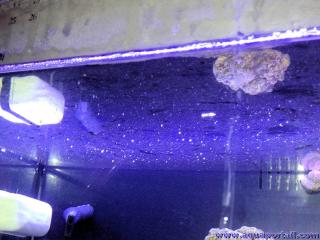 Film gras blanc en surface dans un aquarium